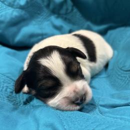 Pink - Parti female Miniature Schnauzer puppy in Summerfield, Florida from M & M Schnauzers