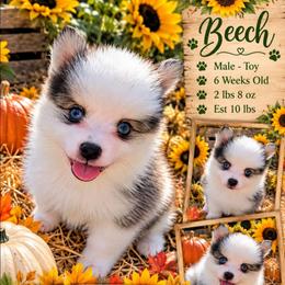 Beech - 1800 - Black and white male Pomsky puppy in Spring Hill, Florida from www.PuppyTimeEmporium.com