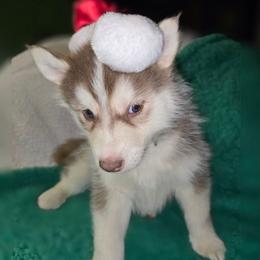 Nicholas - Red and white male Siberian Husky puppy in Kansas City, Missouri from Anuun's Huskies