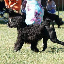 Portuguese Water Dog Puppies from Blue Marina Portuguese Water Dogs