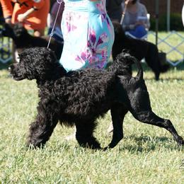 Portuguese Water Dog Puppies from Blue Marina Portuguese Water Dogs