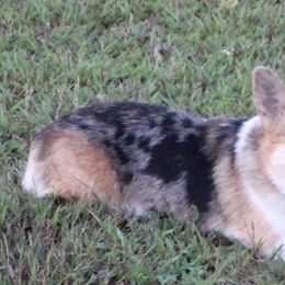 Cinch - American Corgi