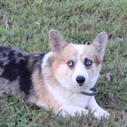 Cinch - American Corgi