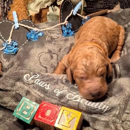 Orange - Red  male Poodle puppy in El Paso, Texas from Paws Of Beauty