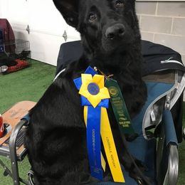 German Shepherd All Grown Up from Haus Heckfeuer