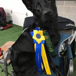 German Shepherd All Grown Up from Haus Heckfeuer
