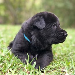 German Shepherd Puppies from Zwinger vom Schneider Wald