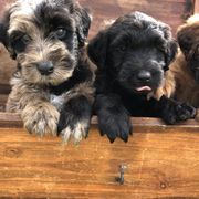 Whoodle Puppies from Schmidt's K9s
