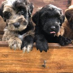 Whoodle Puppies from Schmidt's K9s