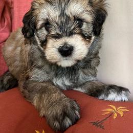 Girl 1 - Brown female Whoodle puppy in Concord, North Carolina from RockyRiverWhoodles