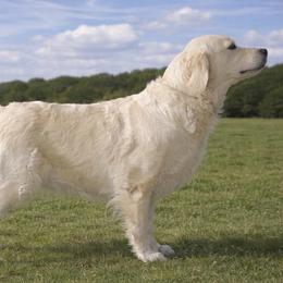 Elsa - Golden Retriever