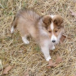 Shetland Sheepdog Puppies from Milady’s Shelties East Texas
