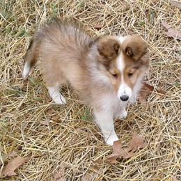Shetland Sheepdog Puppies from Milady’s Shelties East Texas