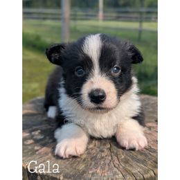 Gala - Black and white male Cardigan Welsh Corgi puppy in Garrett, Indiana from Chloe's Colorful Corgis