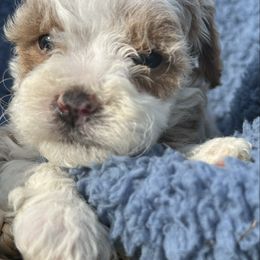 Henry - Apricot male Cavapoo puppy in Camden, Michigan from FurEver Friends Finder