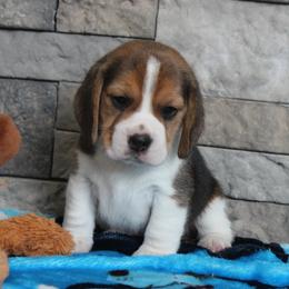 Tipp - Black tan and white male Beagle puppy in Morrill, Kansas from Kelle Beagles