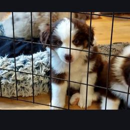 Aspen (pink girl) - Red tri-color female Miniature American Shepherd puppy in Griswold, Connecticut from Flatrock's Mini American Shepherd's