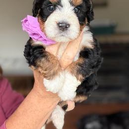 Mercedes - Tri-color female Bernedoodle puppy in Henry, Illinois from Rowe Farms Doodles