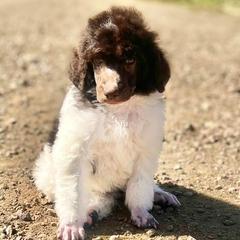 Poodles from COpoodles