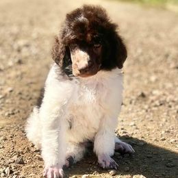 Poodles from COpoodles