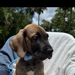 Chorizo - Fawn male Great Dane puppy in Naples, Florida from Above The Salt Danes