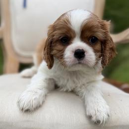Boy 1 - male Cavalier King Charles Spaniel puppy in Piney Flats, Tennessee from Holston Mountain Cavaliers
