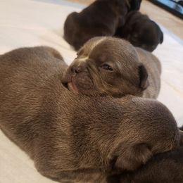 French Bulldog puppies from Prime_Frenchies