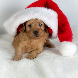 Rocky - Golden male Cockapoo puppy in Pledger, Texas from Sugarbear Cockapoos