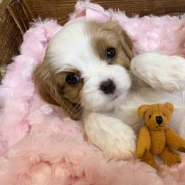 Cavalier King Charles Spaniel Puppies from Heaven Sent Cavaliers