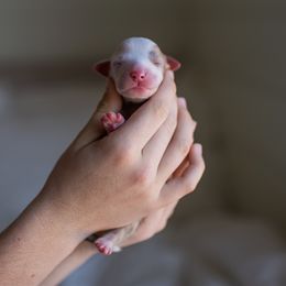 Australian Shepherd Puppies from Sky to Haven Aussies
