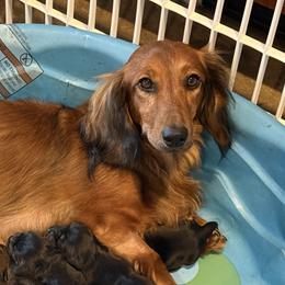 JOLENE - Dachshund
