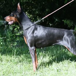 Doberman Pinschers from Roberto Zorzi