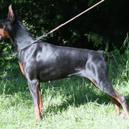Doberman Pinschers from Roberto Zorzi