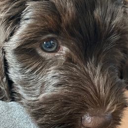 Australian Labradoodle Puppies from NoodleDoodles LLC