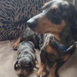 Buddy - Dachshund