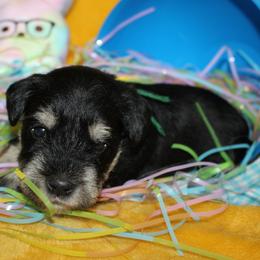 Male 2 - Salt and pepper male Miniature Schnauzer puppy in La Fayette, Georgia from Daniels Mini Schnauzers