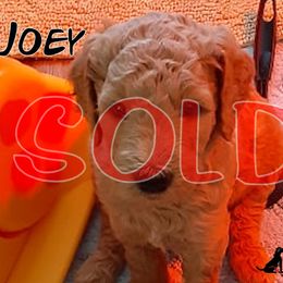 Joey - Goldendoodle puppy in Elkton, Virginia from Stoney Creek Doodles