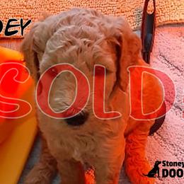 Joey - Goldendoodle puppy in Elkton, Virginia from Stoney Creek Doodles
