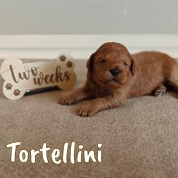 Tortellini (Purple Collar) - Red  female Goldendoodle puppy in Guthrie, Oklahoma from Edmond Doodles, LLC