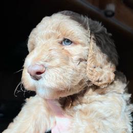 Goldendoodle Puppies from Lundee Doodles