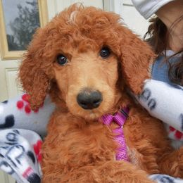 Poodles from Lavender's Stunning Standards