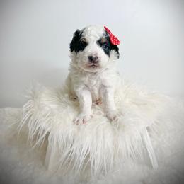Lisa - Tri-color female Bernedoodle puppy in Otisville, Michigan from Danie’s Darling Doodles LLC