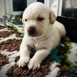 Riva - Yellow female Labrador Retriever puppy in Penn Valley, California from High Quality Labrador Retrievers and French Bulldogs