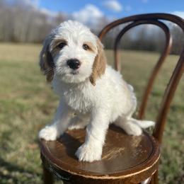 Spruce - Parti male Goldendoodle puppy in Stanford, Kentucky from Holloway Goldendoodles