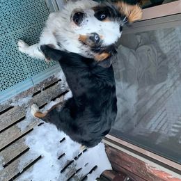 Australian Shepherd All Grown Up from Ritland Aussies