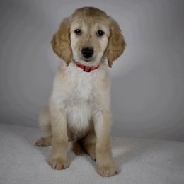 Flash - Apricot Goldendoodle puppy in Millington, Tennessee from POP Goldendoodles