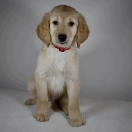 Flash - Apricot Goldendoodle puppy in Millington, Tennessee from POP Goldendoodles