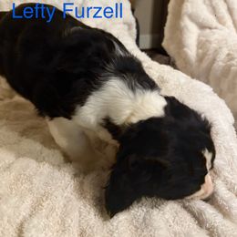 English Springer Spaniel All Grown Up from Lynn Bee Avenue