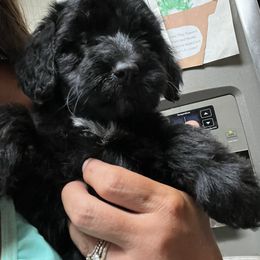 Blue - Black male Whoodle puppy in Corinth, Maine from Whoodles of Maine
