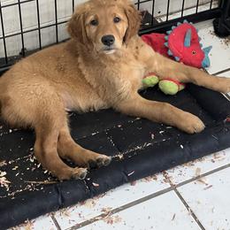 Able - Dark golden male Golden Retriever puppy in Princeton, Minnesota from North Country Goldens